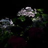 光の中の紫陽花