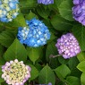 上から紫陽花