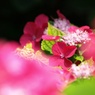 赤い紫陽花