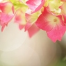 赤紫陽花と丸ボケ