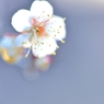 梅 白 暮Ⅱ