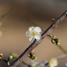 花言葉は「気品」