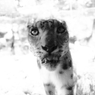 ネコ科に人気の私　　完