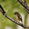 野鳥を探して　ジョウビタキ♀