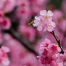 緋寒桜＆蜜蜂