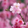 緋寒桜＆蜜蜂