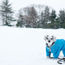 雪の中