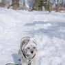 雪のお散歩