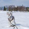 雪の公園