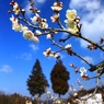 梅花咲く頃