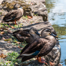 お堀の鳥たち１(金亀公園より）
