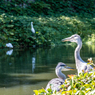 お堀の鳥たち２(金亀公園より）