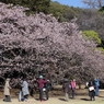 花に群がる