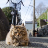 おはよ～。ししまる(=・ω・）ノ