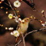野鳥を探して　ジョウビタキ♀