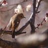 野鳥を探して　ジョウビタキ♀　Ⅱ