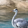 名古屋 東山動植物園 野鳥