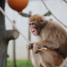 名古屋 東山動植物園 ニホンザル