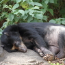 名古屋 東山動植物園 熊