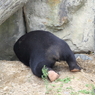 名古屋 東山動植物園 熊