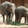 名古屋 東山動植物園 象の親子