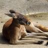 名古屋 東山動植物園 カンガルー