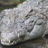 名古屋 東山動植物園 ワニ