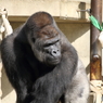 名古屋 東山動植物園 イケメンゴリラ シャバーニ