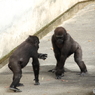 名古屋 東山動植物園 ローランドゴリラの兄弟