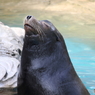 名古屋 東山動植物園 アザラシ