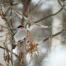 雪の中のウソ