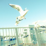 鳥に人気の私　ＮＯ１
