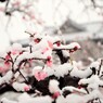 梅 ～雪ニモ負ケズ～