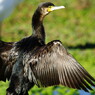 野鳥を探して　カワウ