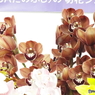 シンビジューム2
