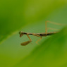 small hunter