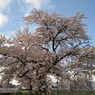 青い空と桜。