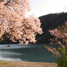 ダムと桜。