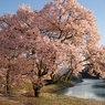 夕陽に照らされ色付く桜。