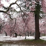 雪桜。