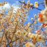 見上げてごらん・・・春の華を