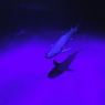 深海の王者