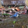 ルリくん in 水しぶき