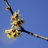 茜色をのぞかせ香る蝋梅の花
