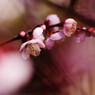春を探して　梅の花様々