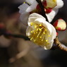 春を探して　梅の花様々　Ⅱ