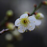 春を探して　梅の花様々　Ⅲ