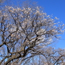 梅の花（小梅、甲州系）