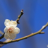 梅の花（小梅）