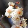 梅の花（白加賀_2）